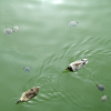 Ducks too are swimming in the pong amidst the turtles.