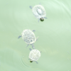 Three turtles in green water.