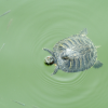 Turtle and fish around.