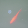 Fishary orbit. In a pond there was this round stuff that looks like jellyfish or just stuff. The fish was orbiting around it. (Really, it just happened to swim by). (original version)