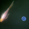 Fishary orbit. In a pond there was this round stuff that looks like jellyfish or just stuff. The fish was orbiting around it. (Really, it just happened to swim by). (processed version)