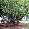Pink and orange and green. That was behind a large church. It was Sunday, around noon, and I could hear the choir from within the church. So I sat for a few minutes and listened.