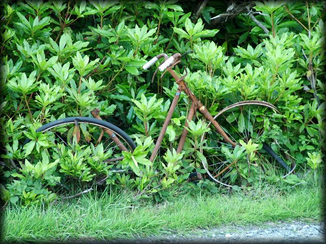 A rusty bicycle abandoned in the shrubberies next to the road.