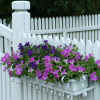 A white fence and gate and purple and pink flowers.