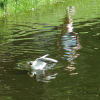 A girl reflected in the water of a pond as a bird just landed on the water.