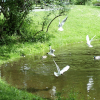 As I was shooting the girl by the pond and the birds, everybody decided to scram.