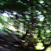 A myriad of fish in the trees. (Don't you see fish too?...)