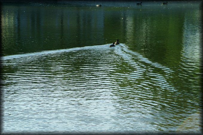 Ducks on the Kadriorg Park swan lake
