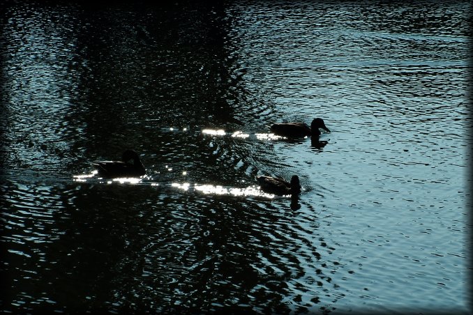 Ducks racing (not really) on the Kadriorg Park swan lake.