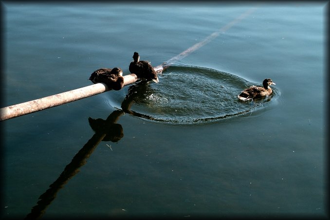 Kadriorg Park swan lake (where people go in pairs, and duckies go by three). One of the duckies decided to stop being lazy. I was lucky enough to take the photo just as it lept in the water. 