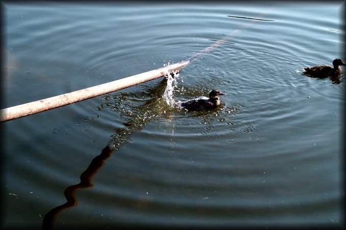 The wooden pole might not be the best place to be after all. The last ducky decides to follow the other two and blow this place