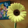 Sitting in a cafe', enjoying a coffee. A painting on the wall with colourful flowers, and a real flower facing me, almost claiming it's the only real thing to focus on.