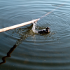 The wooden pole might not be the best place to be after all. The last ducky decides to follow the other two and blow this place