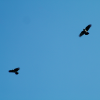 Two large birds (might be ravens) against a very deep blue sky
