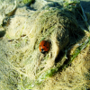 A ladybug on dry algae on the beach