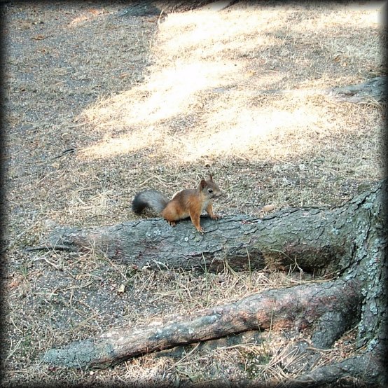 Squirrel
