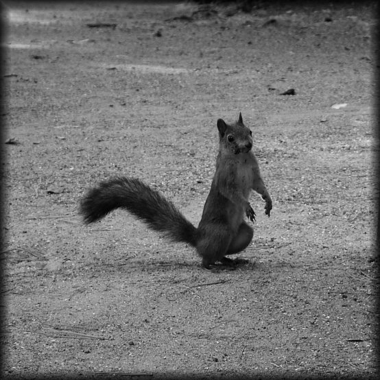 Squirrel