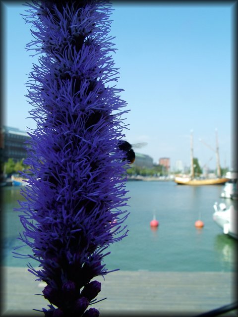 Flower, bee, and the harbour beyond