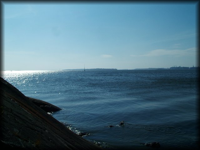 A sea gull just landed on the water