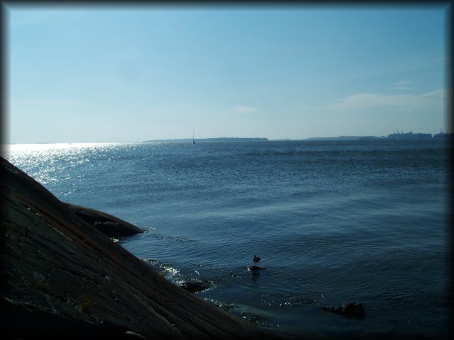 A sea gull perched on a rock