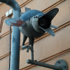 And it looks like he ate a surveillance camera and is about to throw it up.