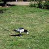 A goose looking for worms in the grass.