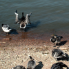 Ducks performing the late morning ablutions.