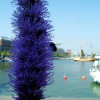 Flower, bee, and the harbour beyond