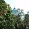 The tower of the church appearing behind trees