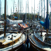 Crowded harbour