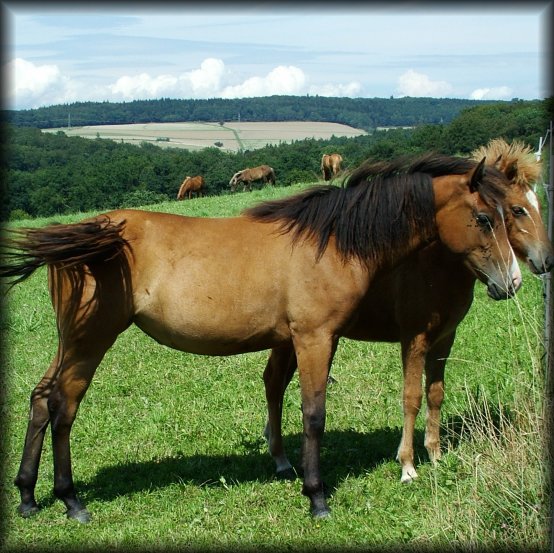 Horses, Schlossborn, Germany