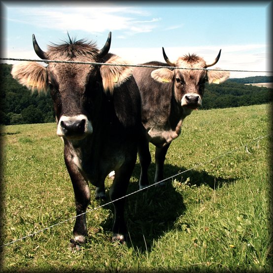 Two cows, Schlossborn, Germany