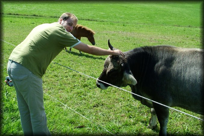 Nico bending forward and petting a cow, Schlossborn, Germany