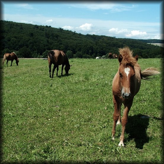 A foal running my way, Schlossborn, Germany