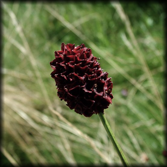 Burgundy flower, Schlossborn, Germany