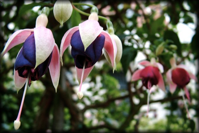 Fuschias flowers outside the Eberbach abbey, Eltville am Rhein, Germany
