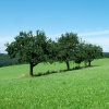 Three trees, Schlossborn, Germany
