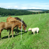 Benny, Isabelle's labrador, gets close to horses, Schlossborn, Germany