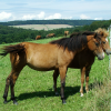 Horses, Schlossborn, Germany