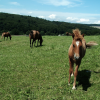 A foal running my way, Schlossborn, Germany