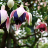 Fuschias flowers outside the Eberbach abbey, Eltville am Rhein, Germany