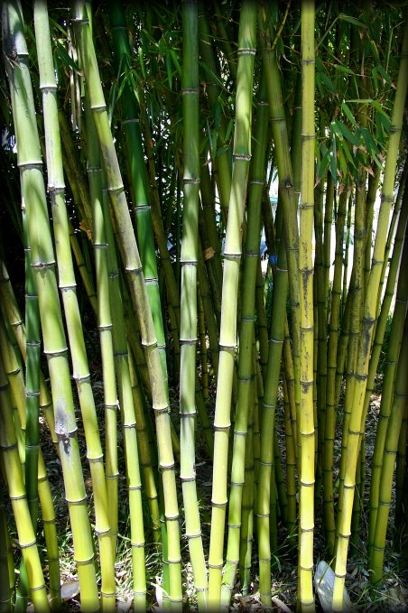 Bamboo