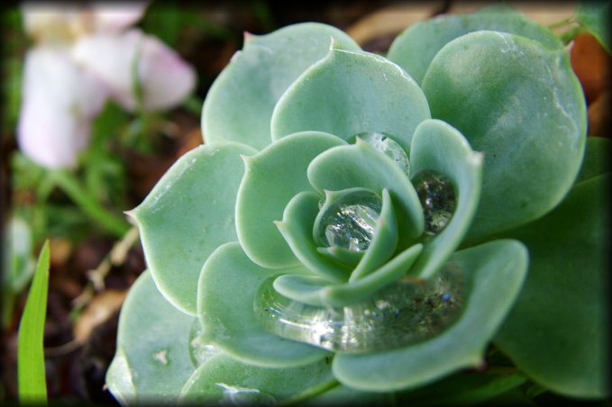 Close-up of droplets on a cactus.