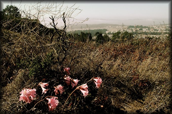 Wild flowers growing among weeds. I'm on my way up to Twin Peaks for the panorama. 
