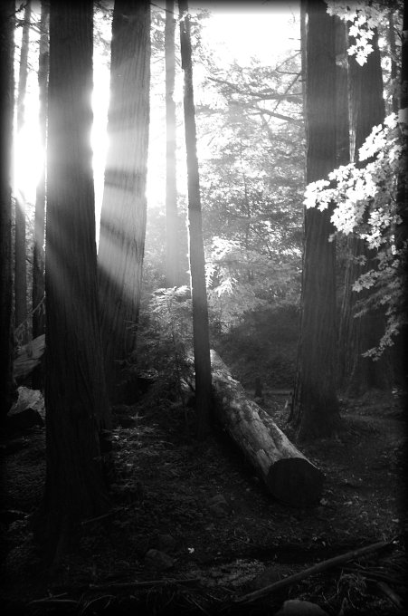 I love sun beams, I really do. 