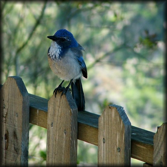 This bird behaved as though it was posing. And I'm glad it was a patient model, because I needed a few attempts. 