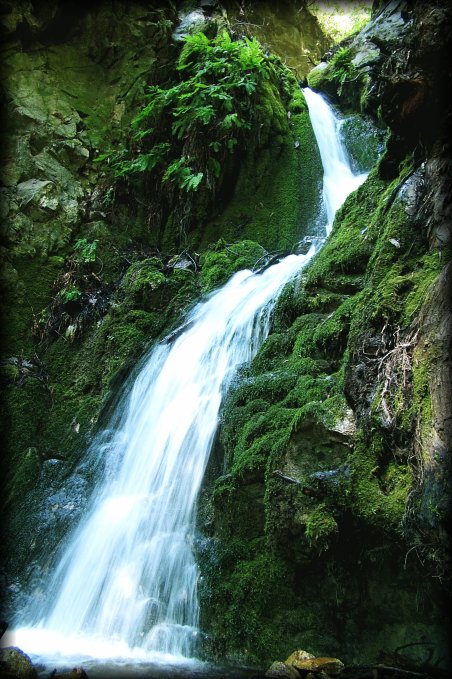This is another waterfall, this time in the forest of the Julia Pfeiffer Burns State Park. I liked the white on the green. 