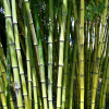 Bamboo