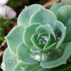 Close-up of droplets on a cactus.
