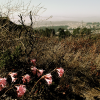 Wild flowers growing among weeds. I'm on my way up to Twin Peaks for the panorama. 